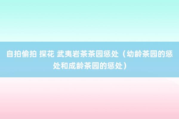 自拍偷拍 探花 武夷岩茶茶园惩处(幼龄茶园的惩处和成龄茶园的惩处)
